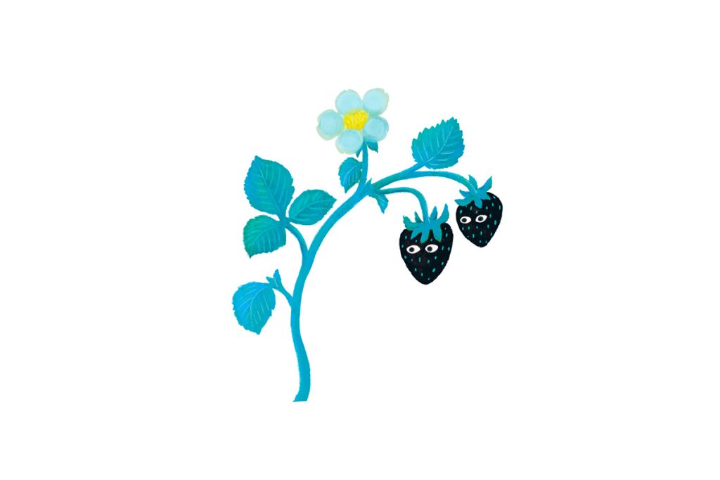 Black strawberry イラスト/よしだまき